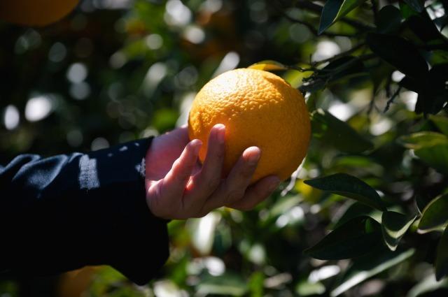 写真：みかんを収穫する手のアップ