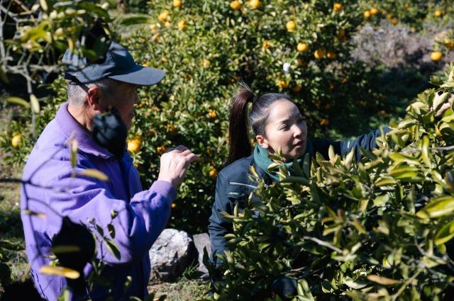 写真：中野さんと一緒にみかんを収穫する岡部さん