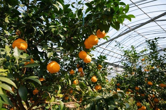 写真：ハウスの骨組みとみかんの木